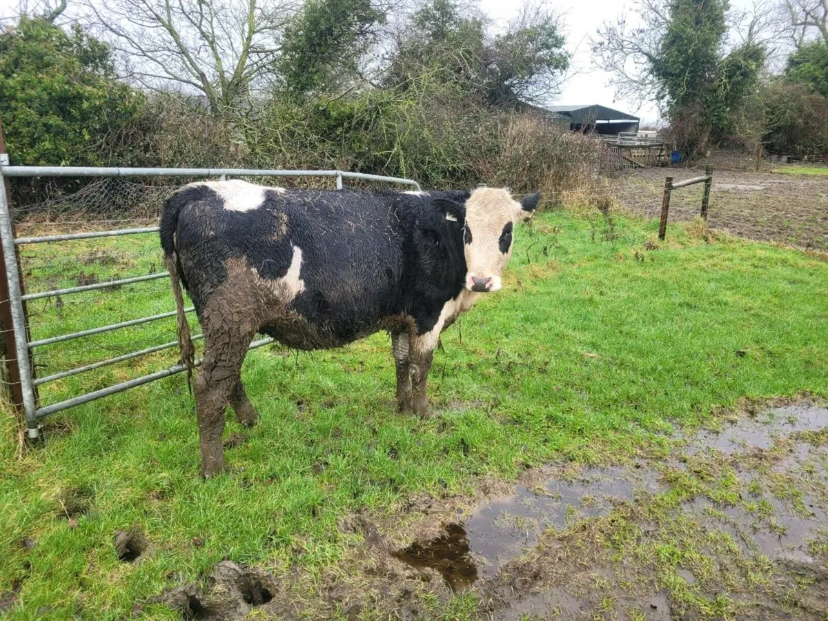 In calf Fleckvieh heifer - Image 2