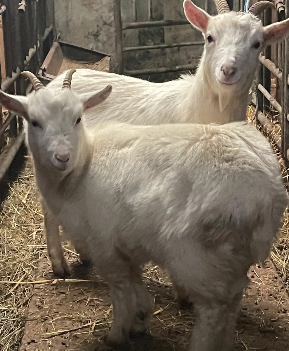 Two Friendly Pet Goats – Sold as a Pair - Image 2
