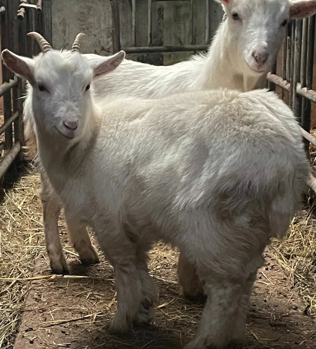 Two Friendly Pet Goats – Sold as a Pair - Image 1