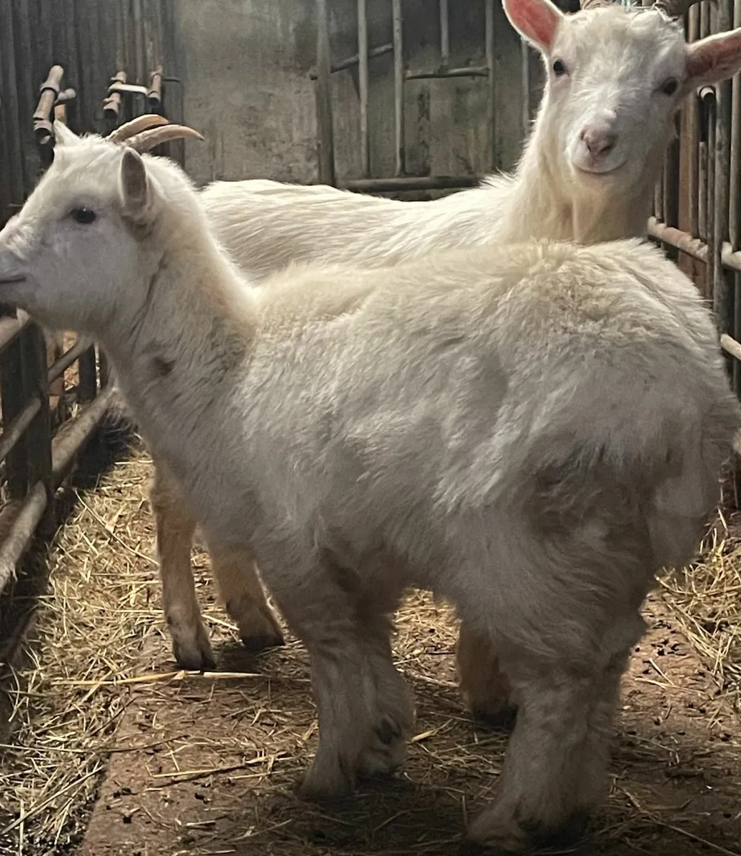 Two Friendly Pet Goats – Sold as a Pair - Image 3