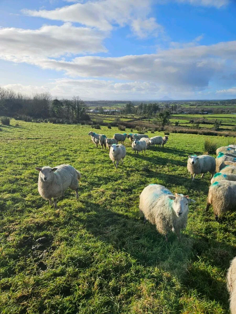 Organic Ewe Hoggets - Image 1