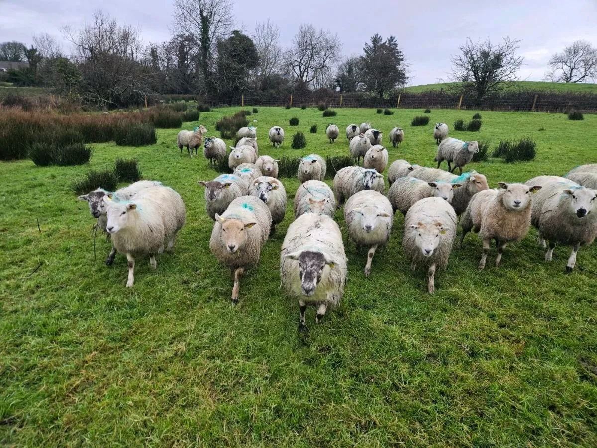 Organic Ewe Hoggets - Image 3