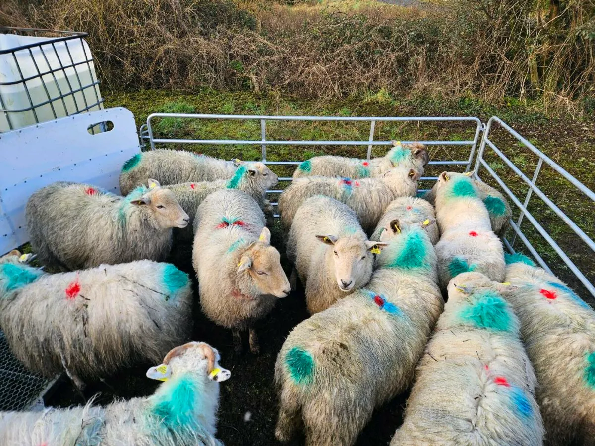 Organic Ewe Hoggets - Image 4