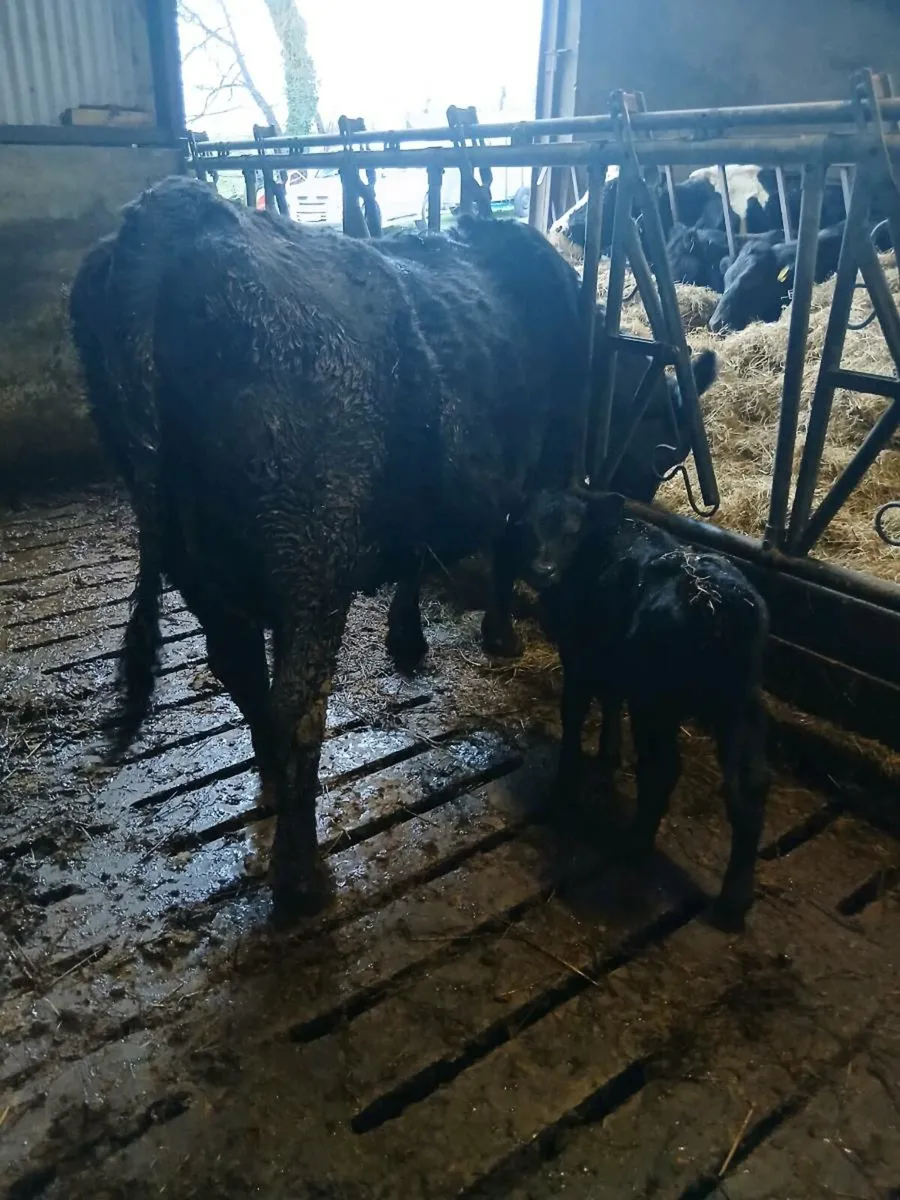 AA Heifer  and AA Bull Calf - Image 2