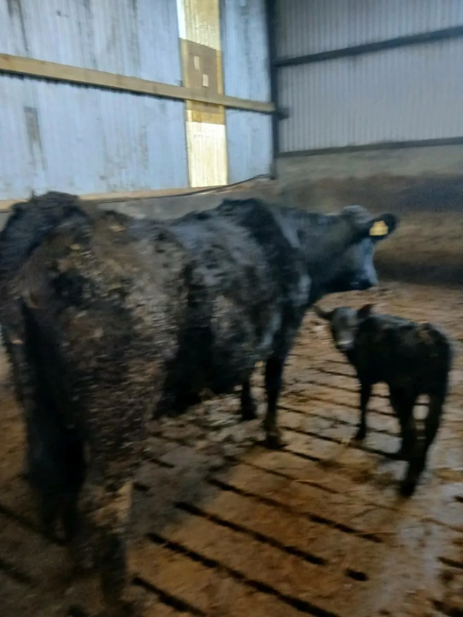 AA Heifer  and AA Bull Calf - Image 3