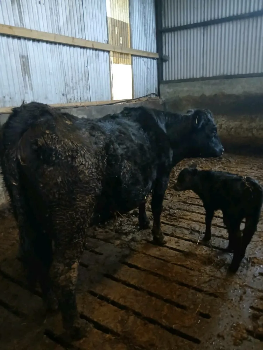 AA Heifer  and AA Bull Calf - Image 4