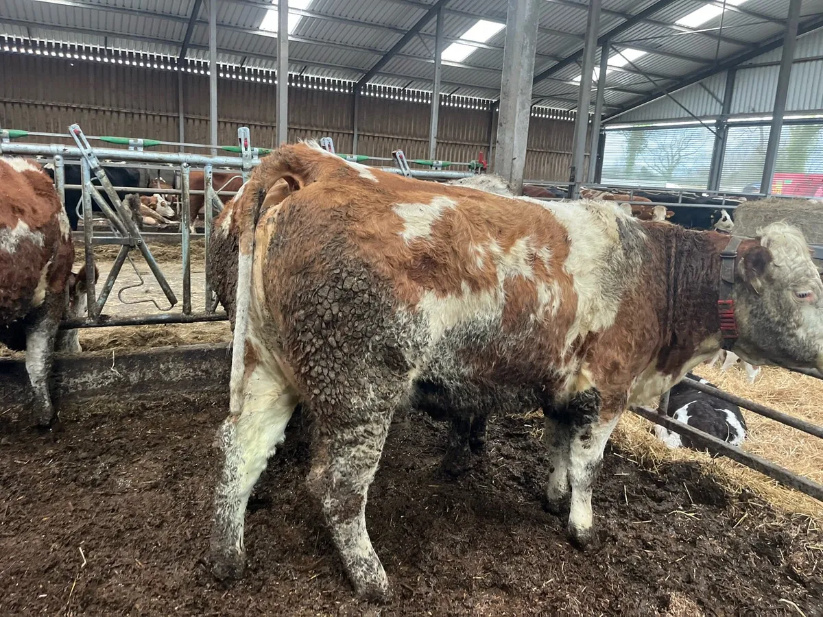 Simmental heifer/cow - Image 2