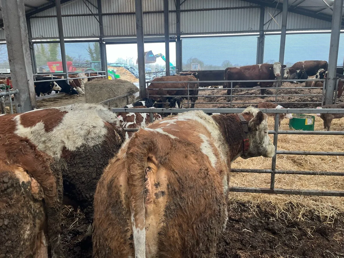 Simmental heifer/cow - Image 3