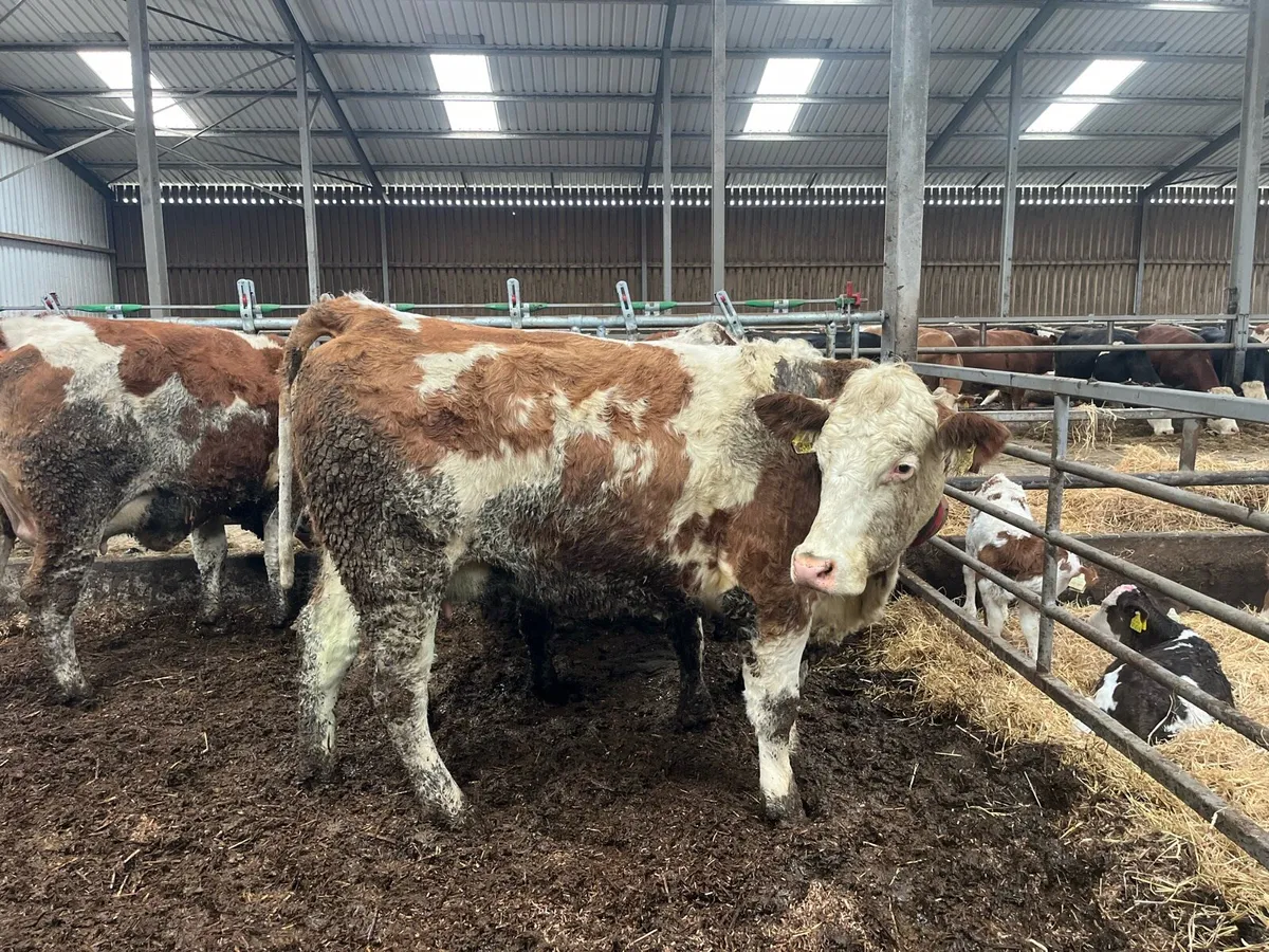 Simmental heifer/cow - Image 1