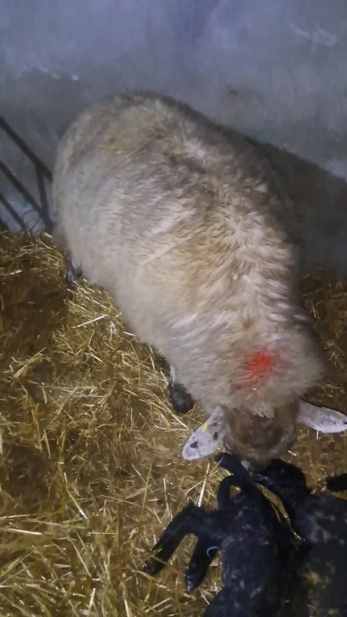 Foster Ewe - Image 2