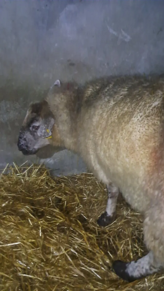 Foster Ewe - Image 1