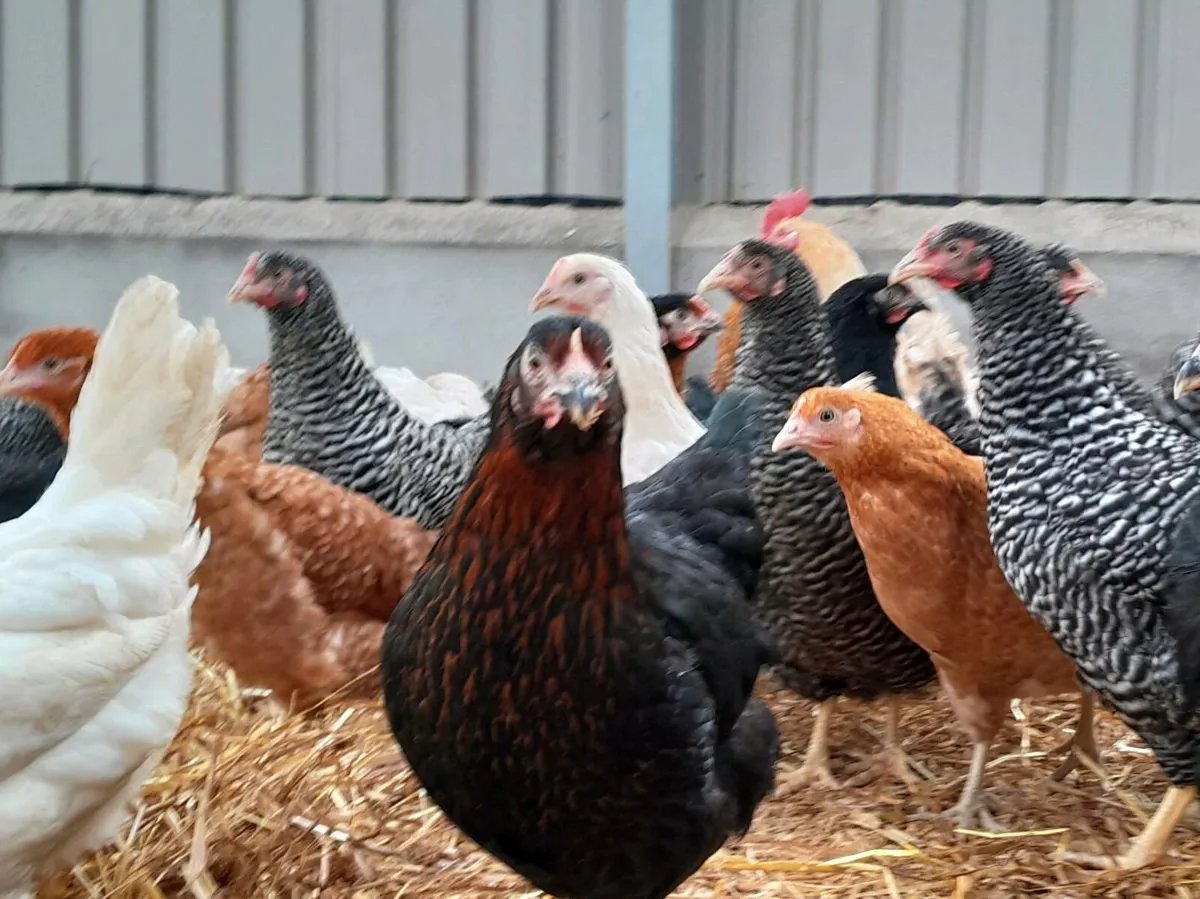 Poultry - Image 2