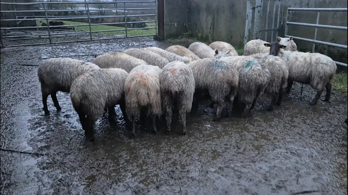 Full symbol Organic Breeding Lambs - Image 1