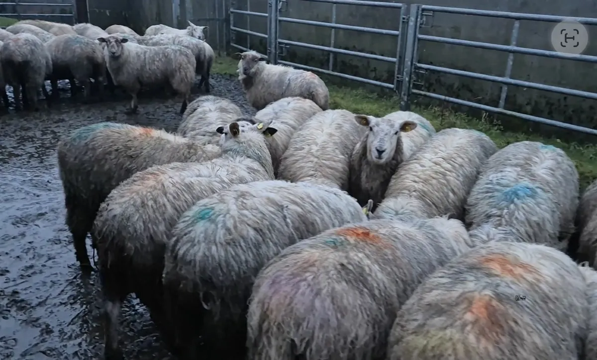 Full symbol Organic Breeding Lambs - Image 2