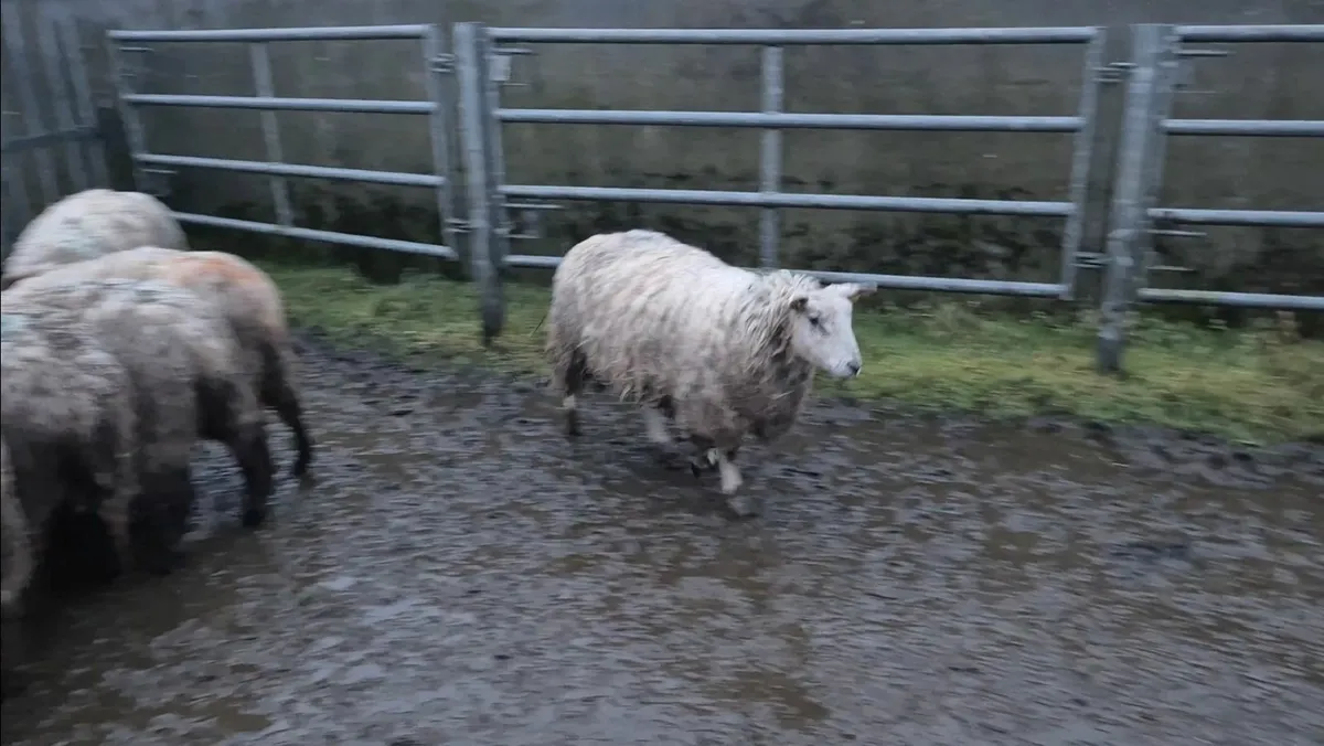 Full symbol Organic Breeding Lambs - Image 3