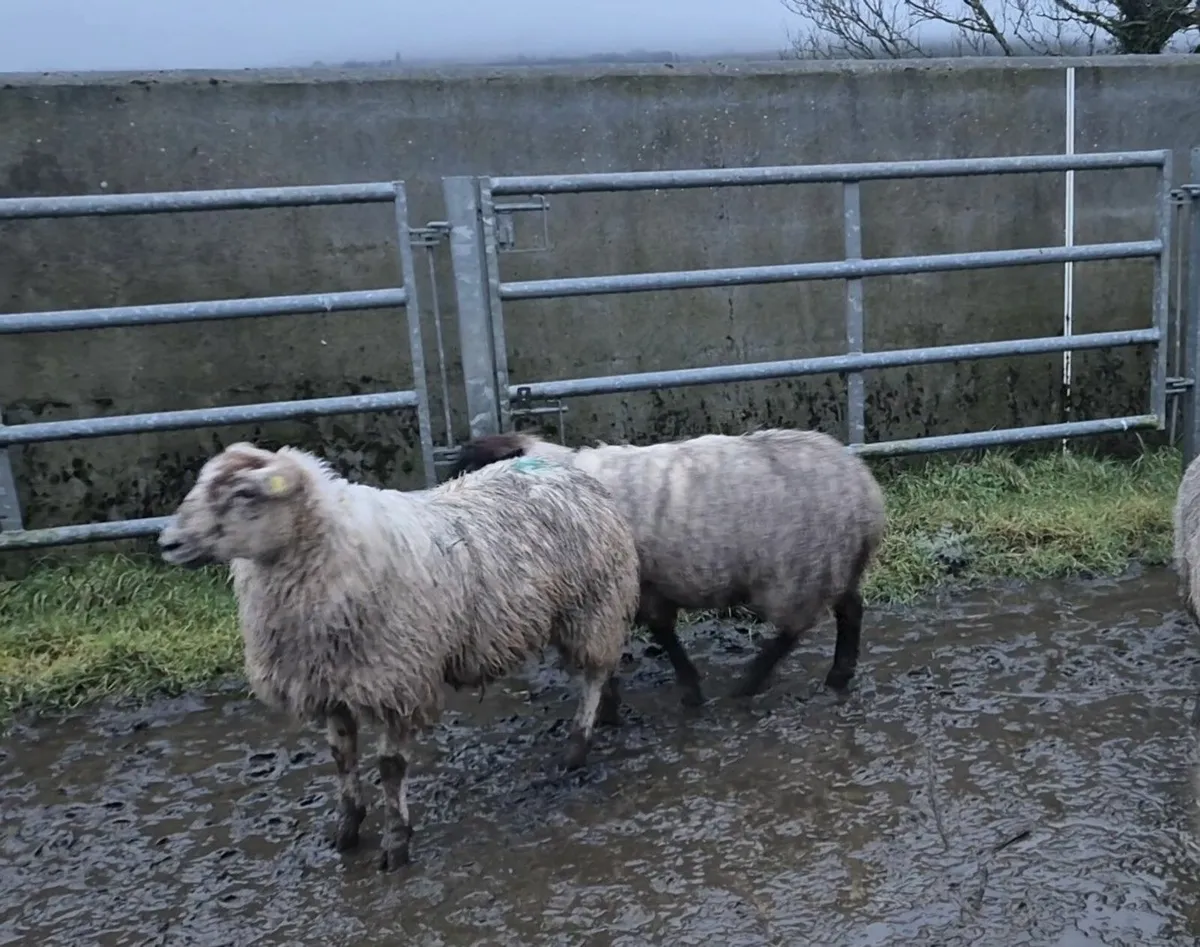 Full symbol Organic Breeding Lambs - Image 4