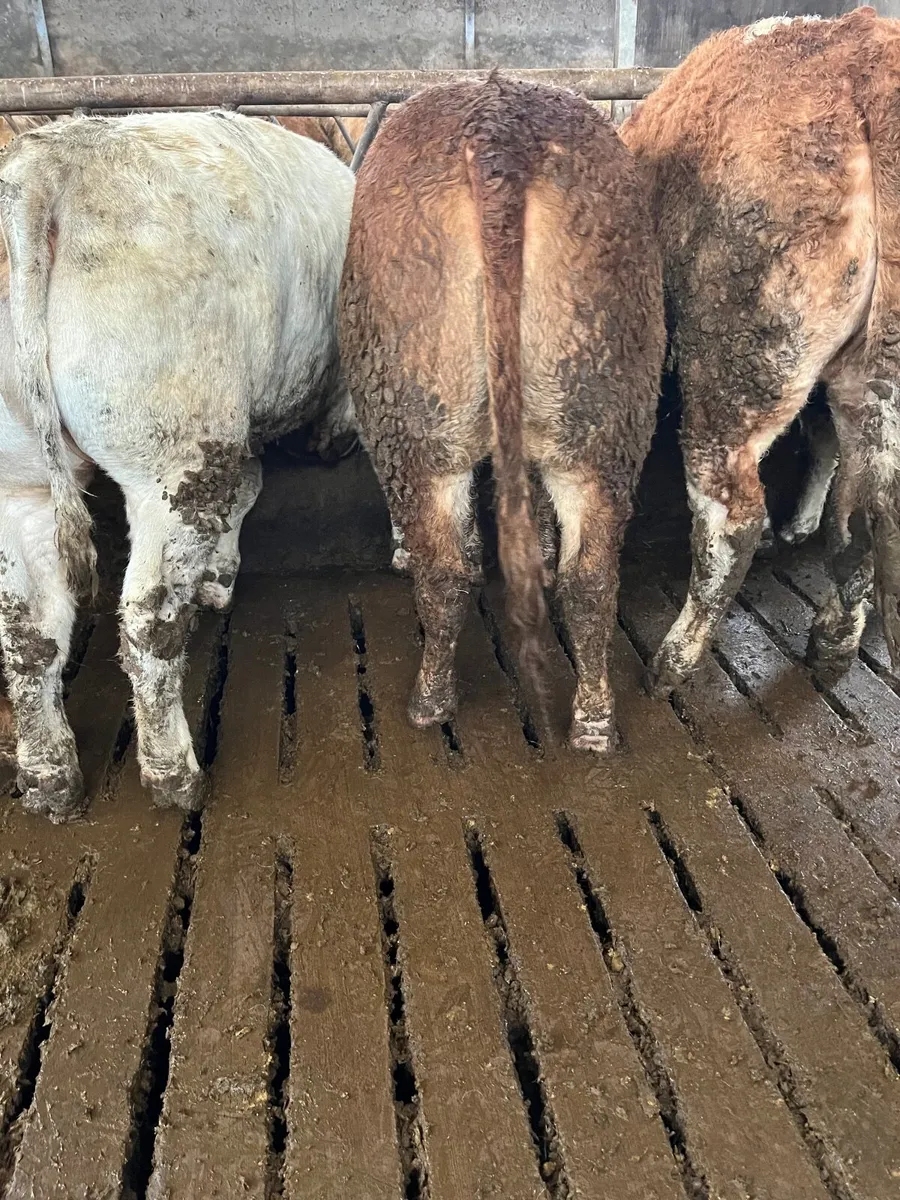 15 super u grading store heifers - Image 4