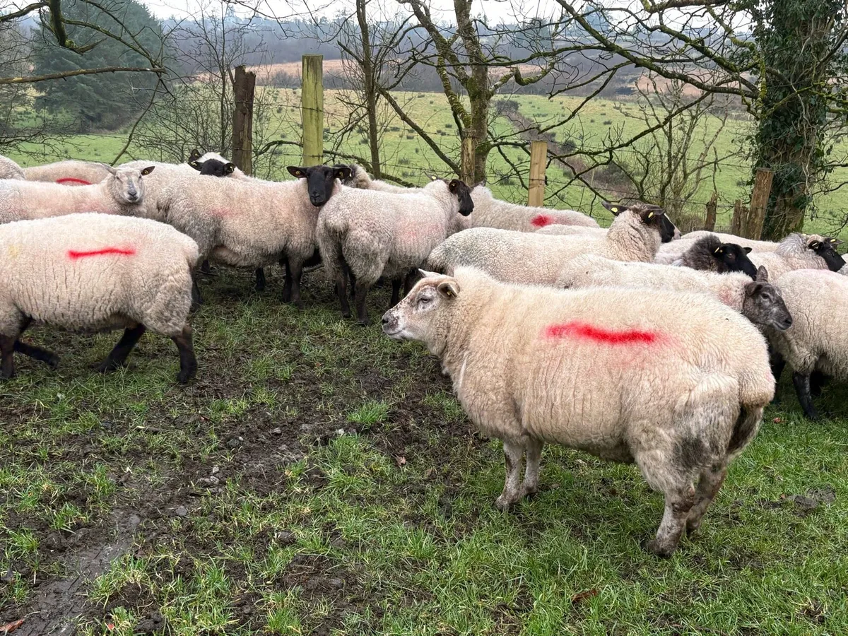 40 in-lamb ewes - Image 4