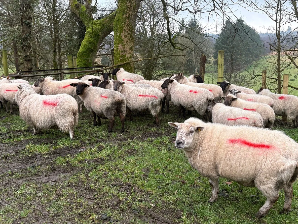 40 in-lamb ewes - Image 1