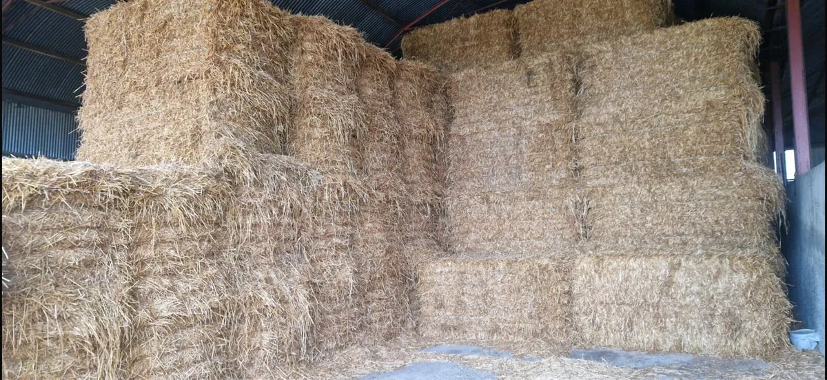 Spring Oaten straw 8x4x4 - Image 2