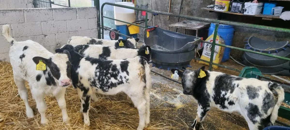 10 Belgian Blue - Image 3