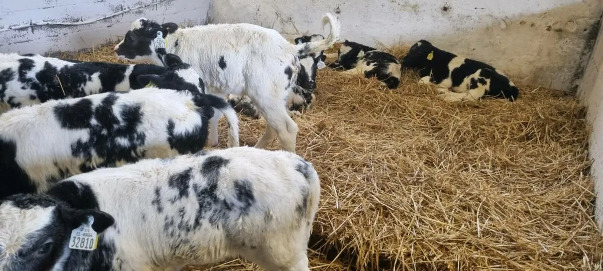 10 Belgian Blue - Image 4