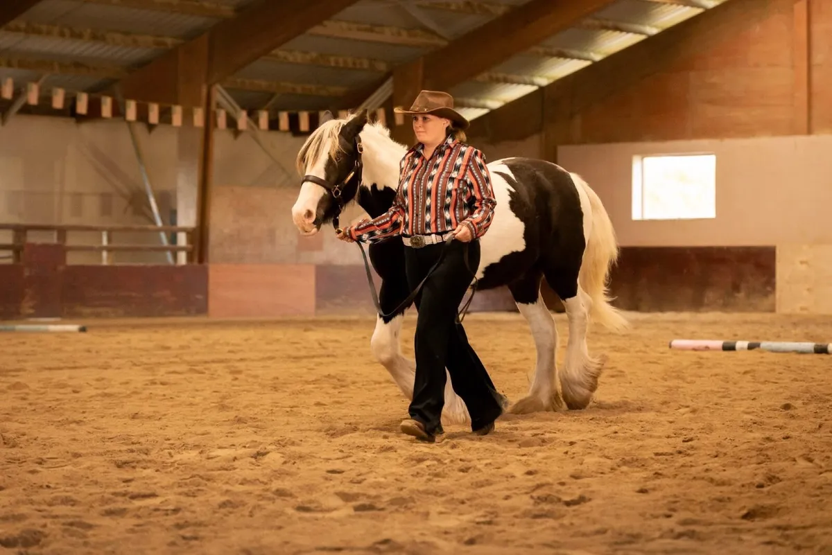 Beautiful Irish Cob - Image 1