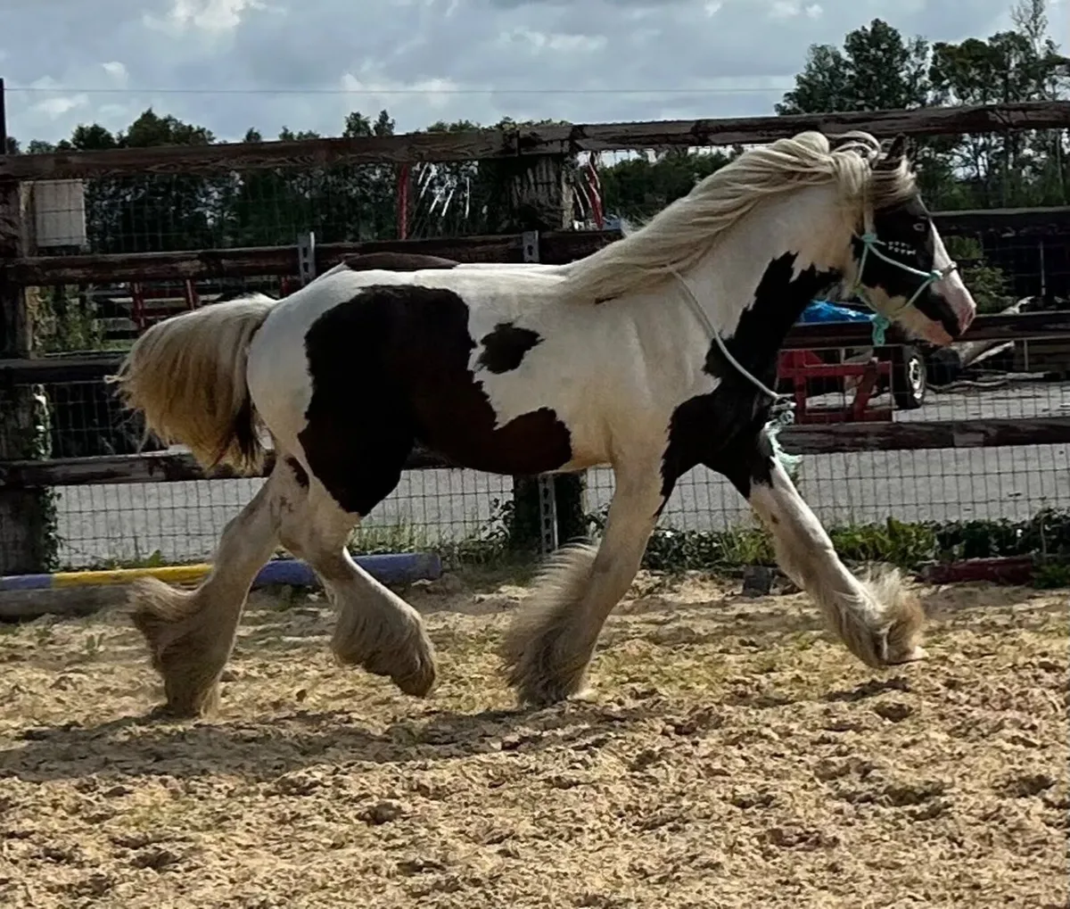 Beautiful Irish Cob - Image 2