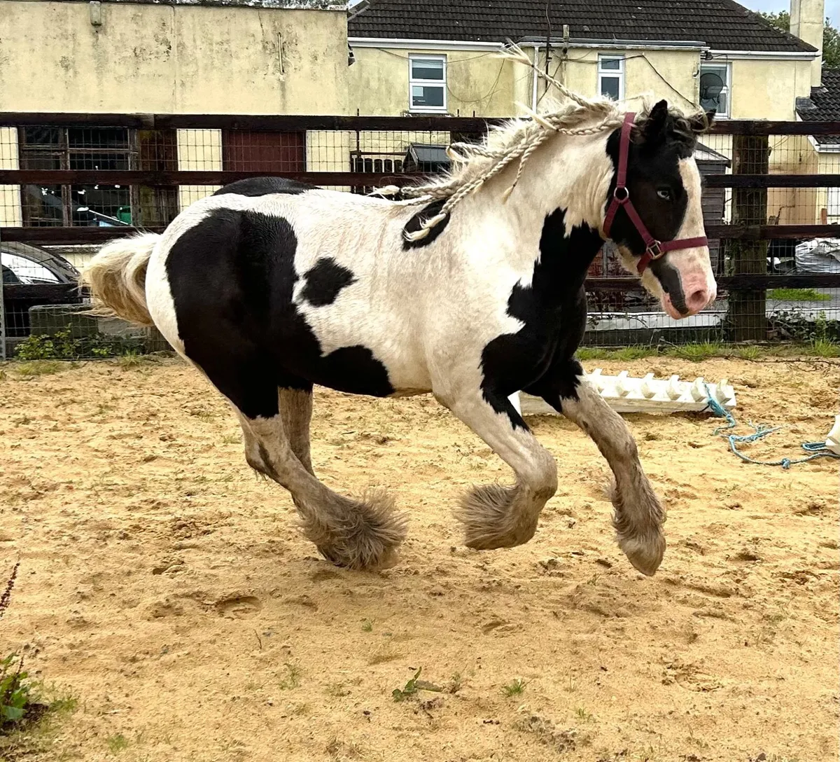 Beautiful Irish Cob - Image 3