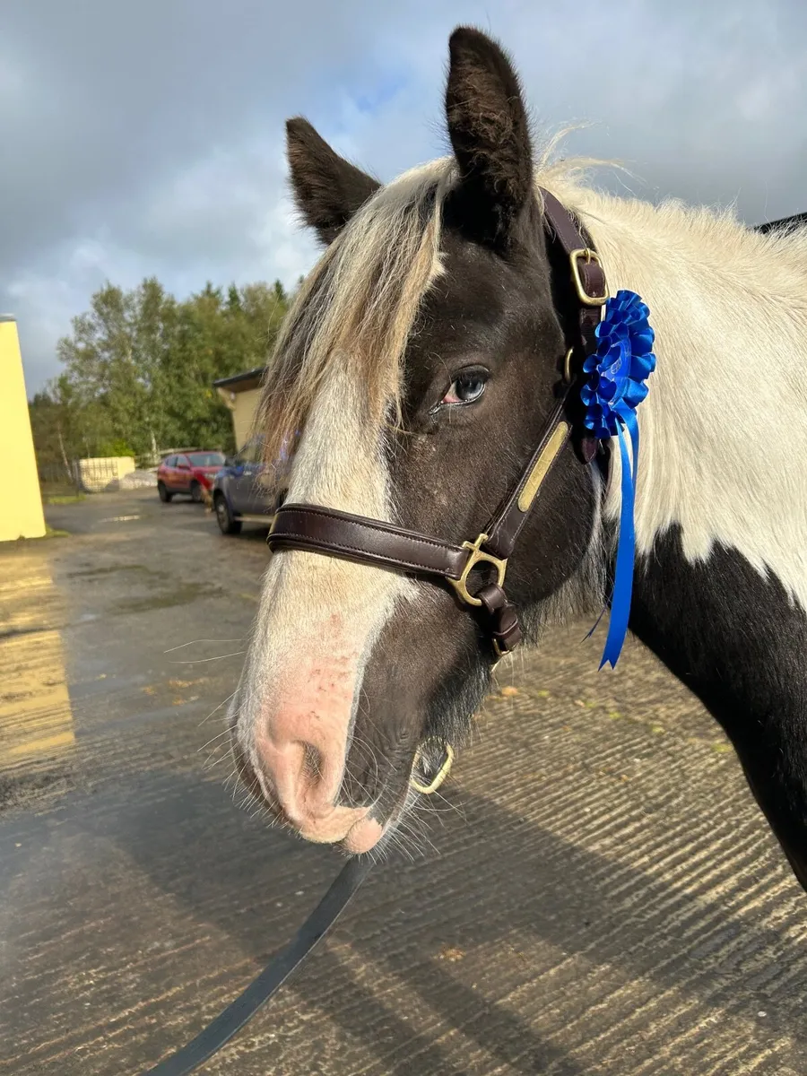 Beautiful Irish Cob - Image 4