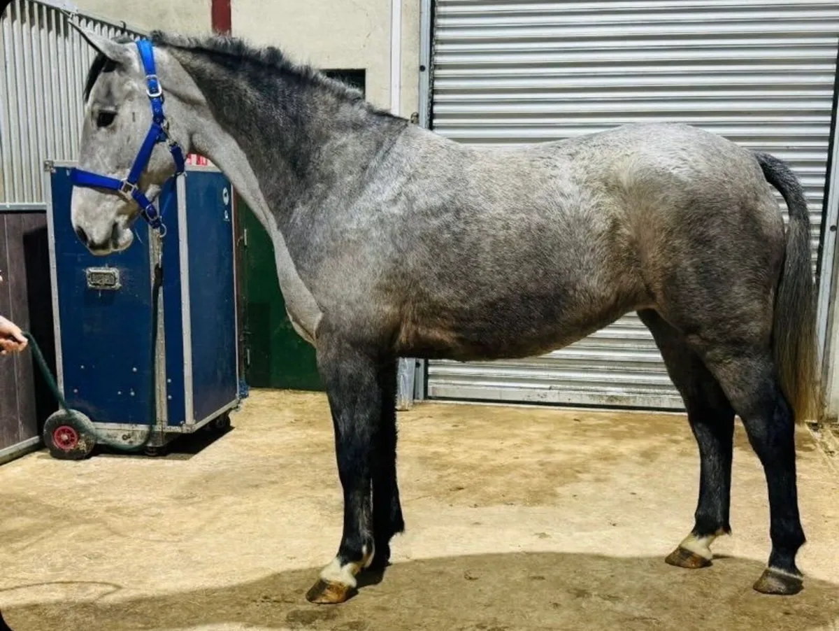 153cm ISH pony - Image 1