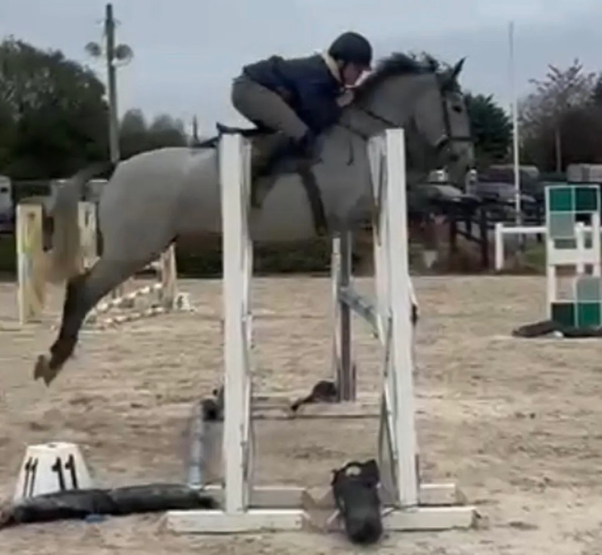 153cm ISH pony - Image 2