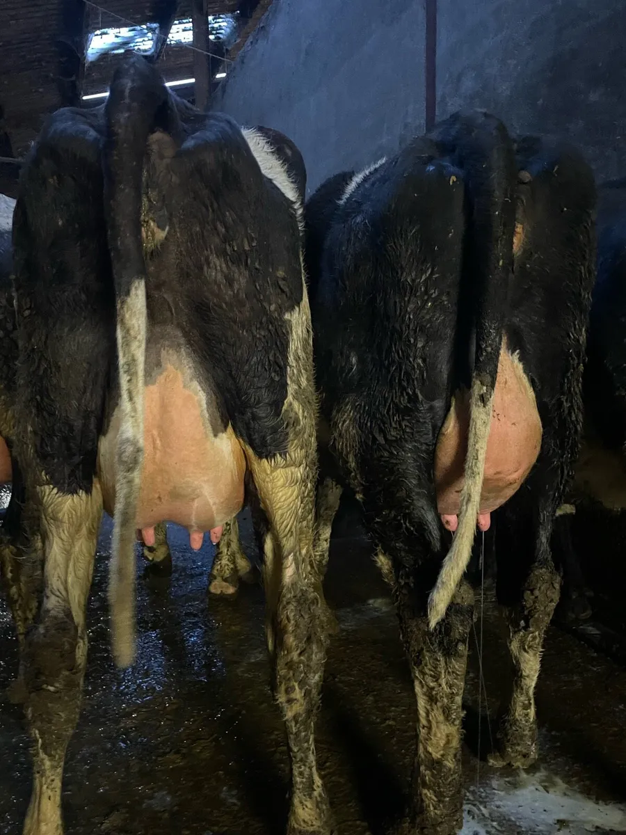 Fresh calved heifers - Image 3