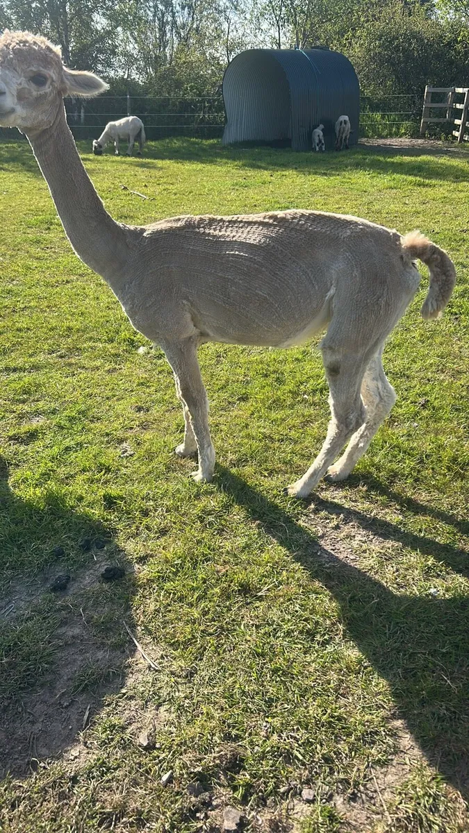 Alpaca - Image 1