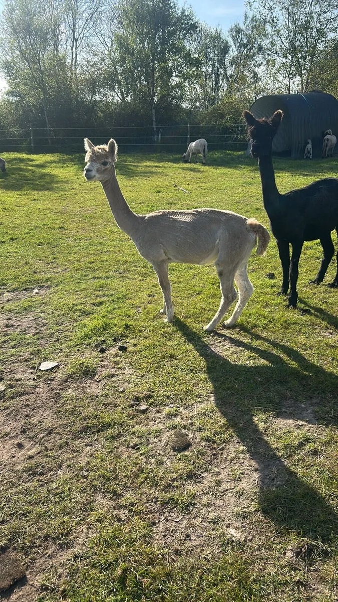 Alpaca - Image 2