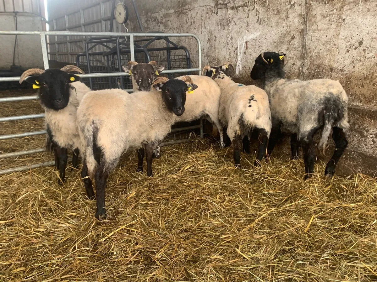 5 nice ewe lambs - Image 3
