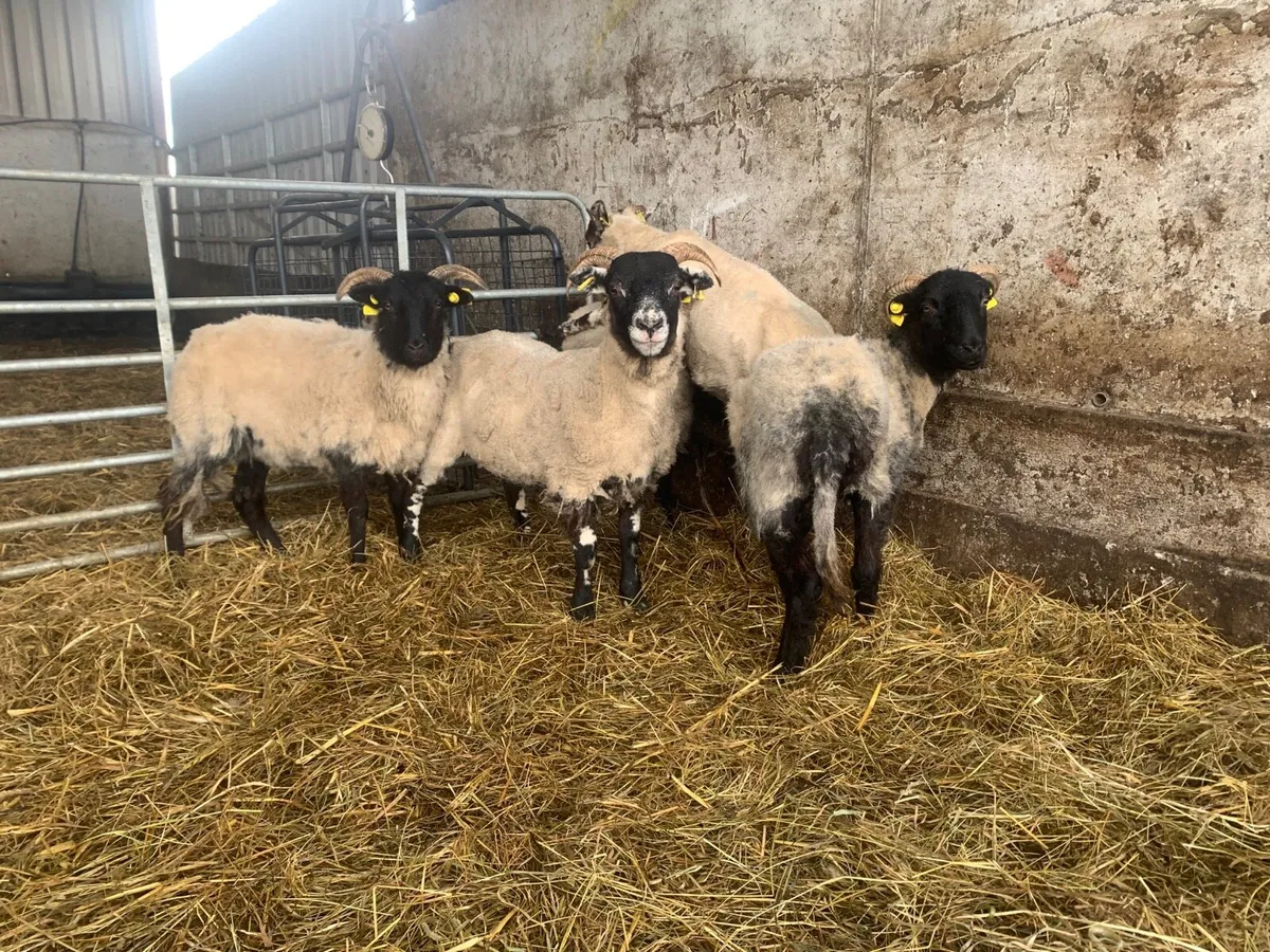 5 nice ewe lambs - Image 1