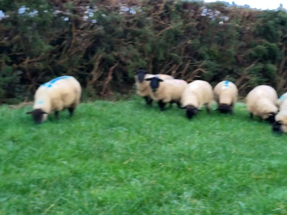 10 In lamb Suffolk X Hoggets - Image 1