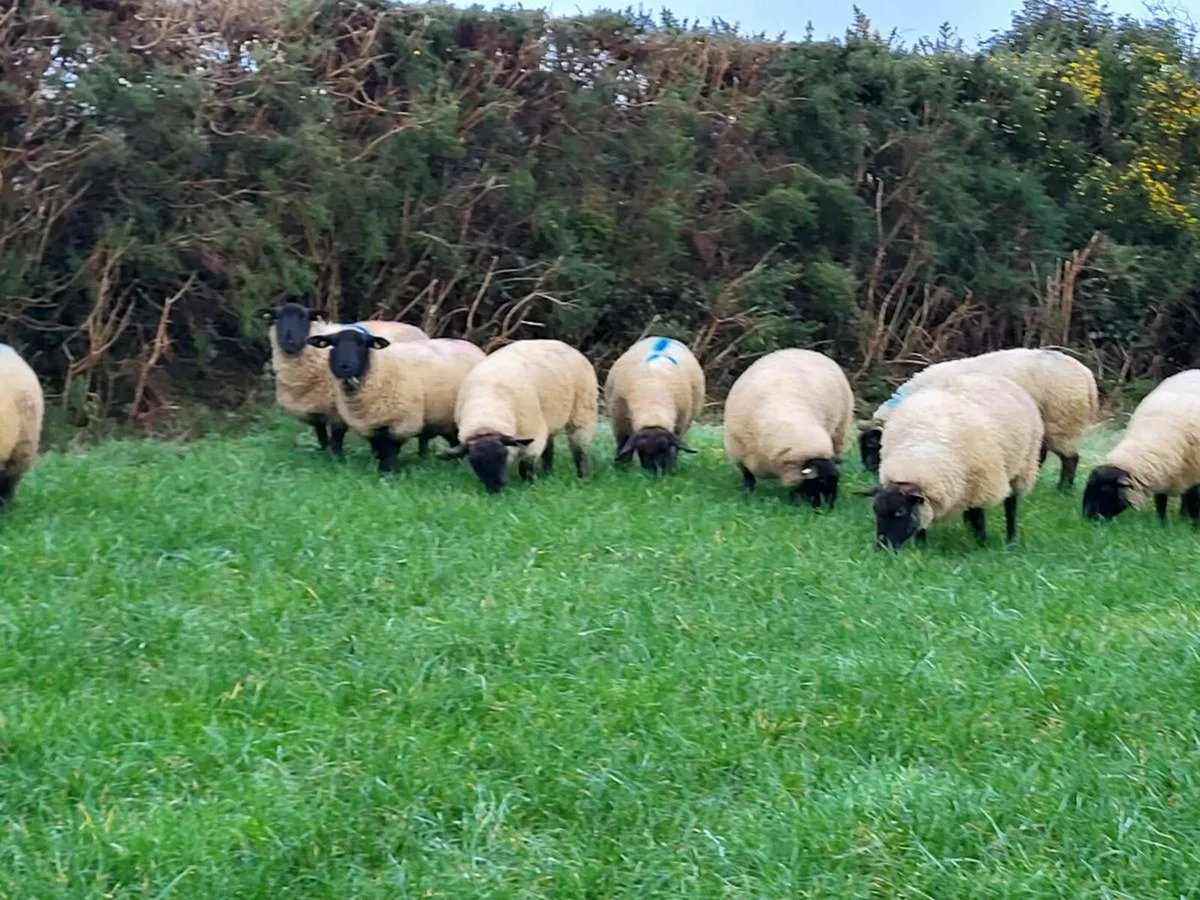 10 In lamb Suffolk X Hoggets - Image 2