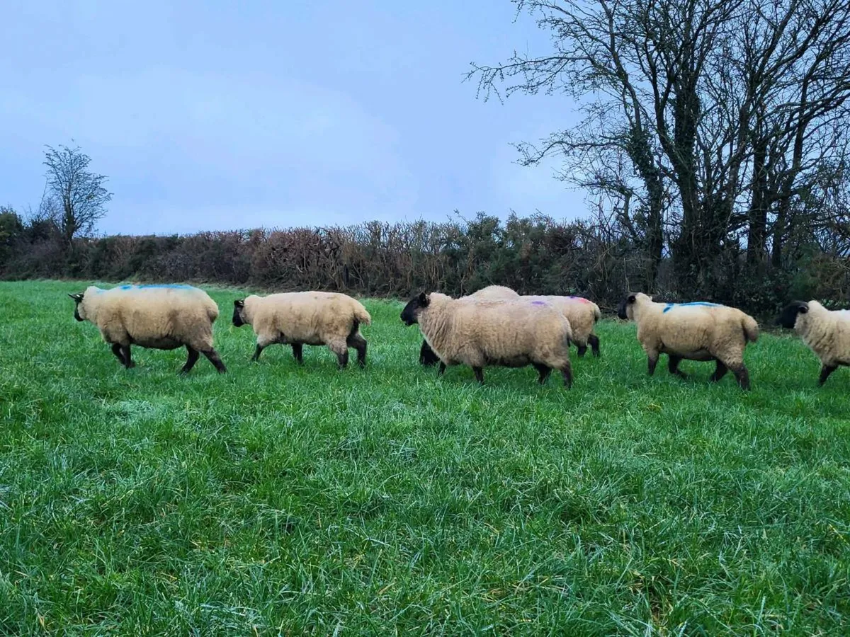 10 In lamb Suffolk X Hoggets - Image 3