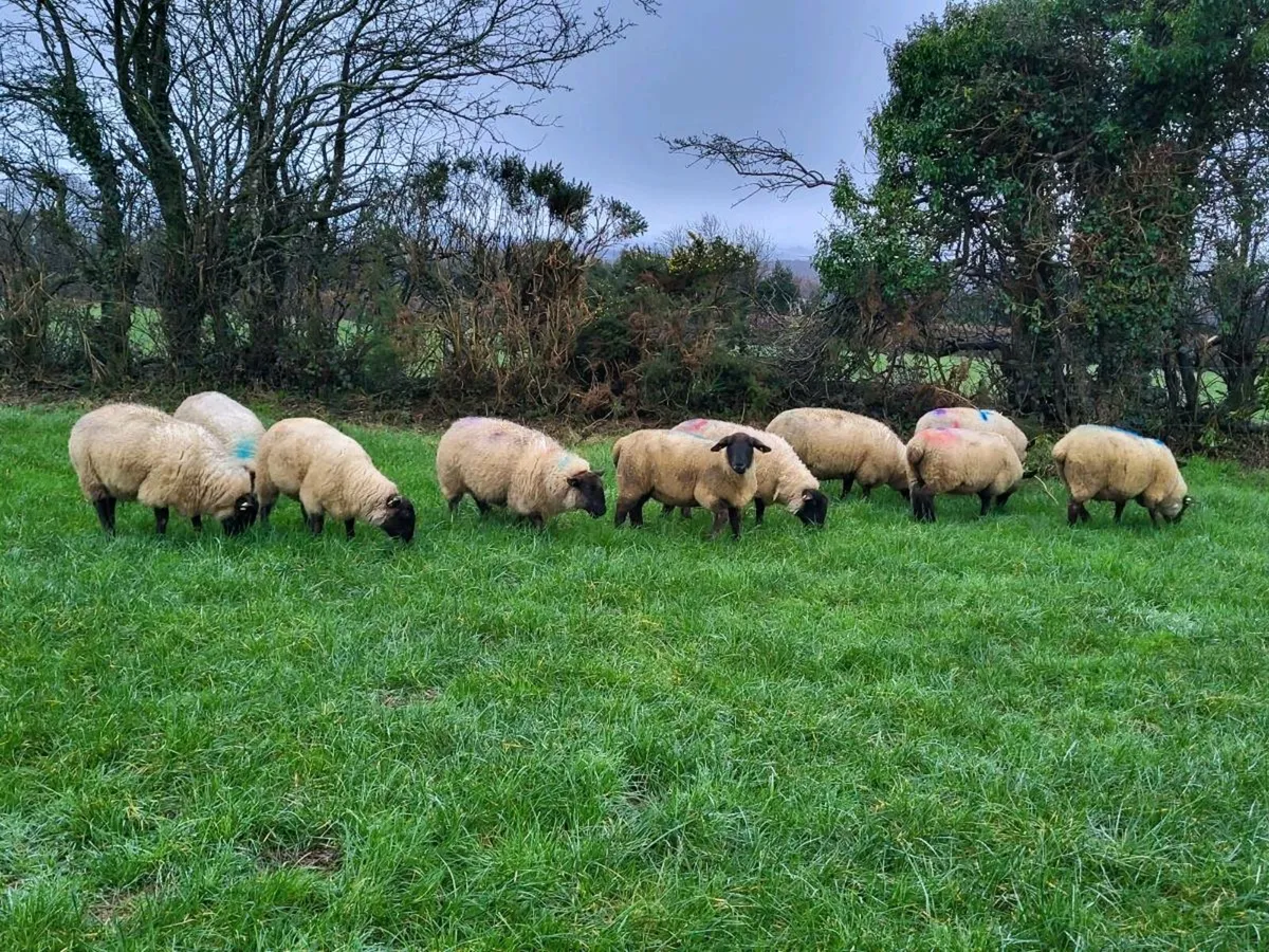 10 In lamb Suffolk X Hoggets - Image 4