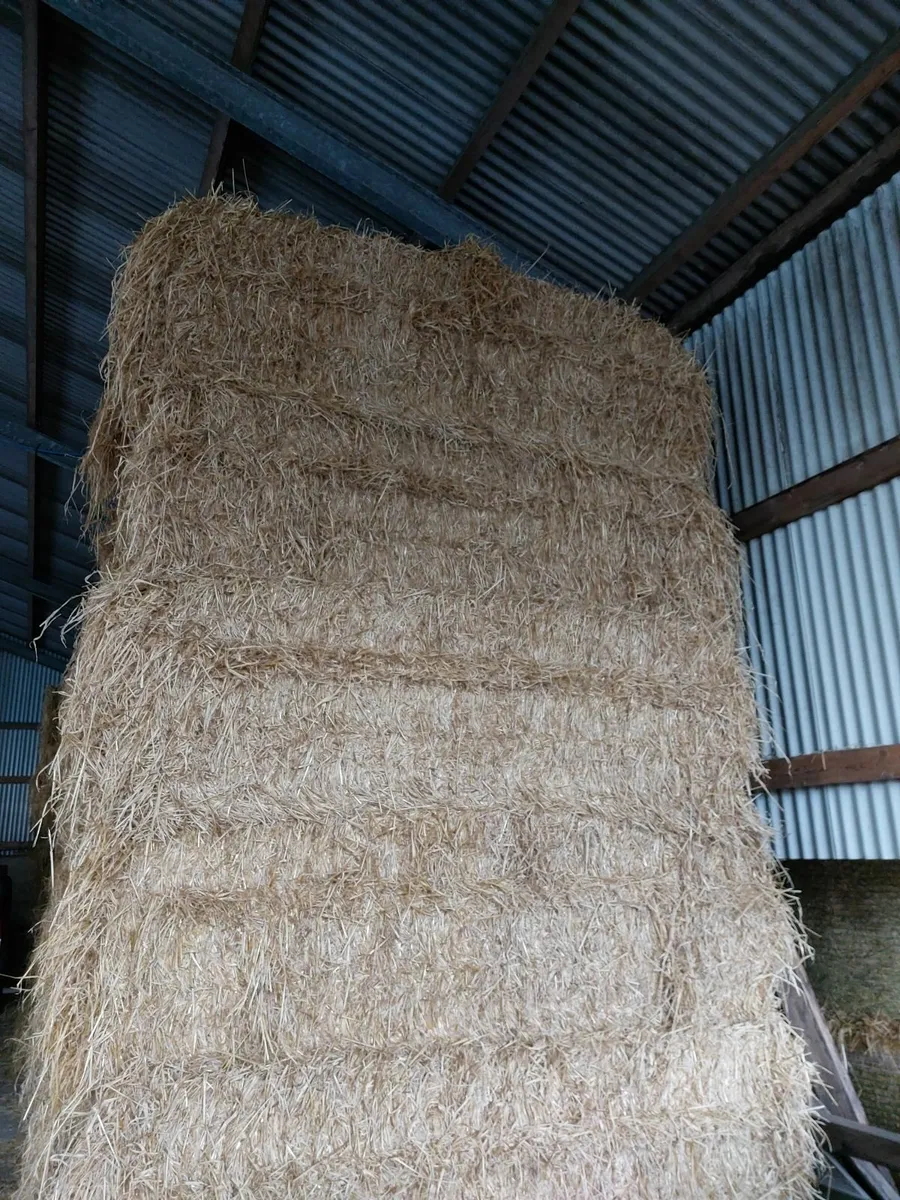 Barley straw