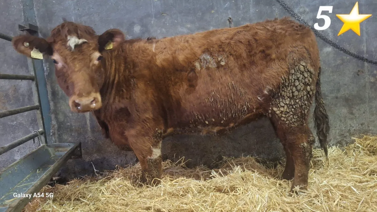 Organic Shorthorn Heifers in Dowra Mart 14-02-26 - Image 2
