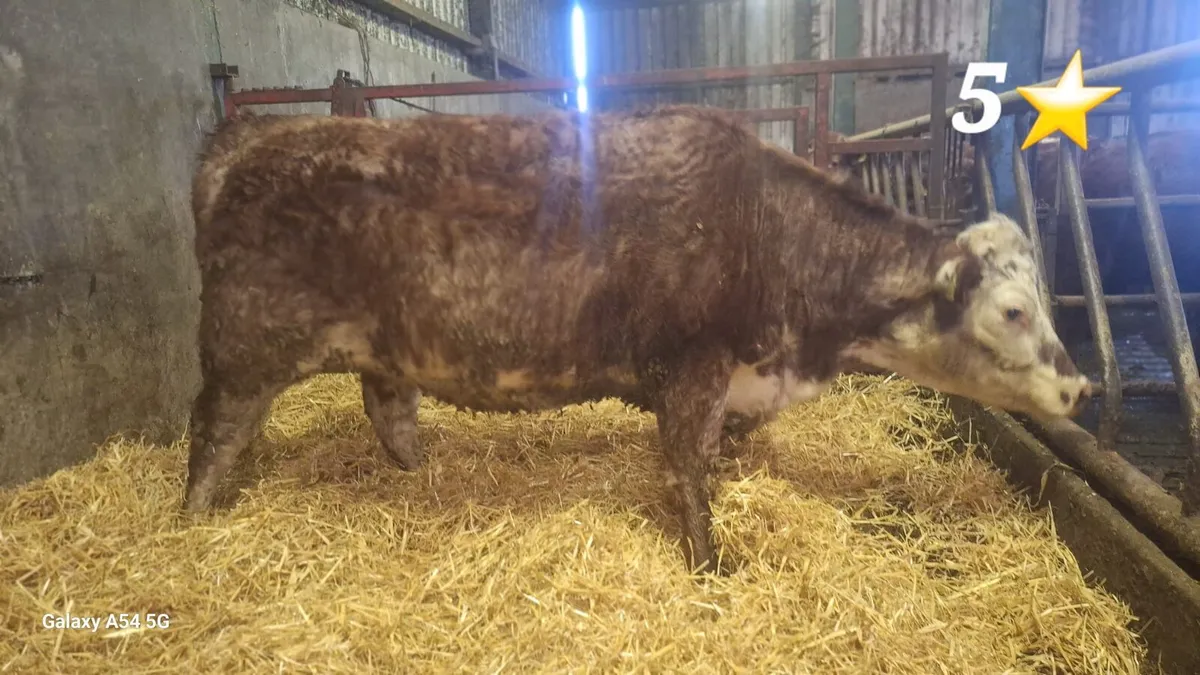 Organic Shorthorn Heifers in Dowra Mart 14-02-26 - Image 4