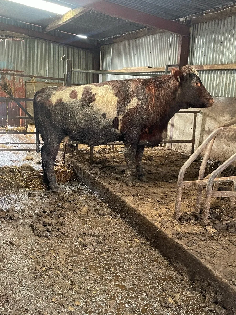 5 star genotyped⭐️shorthorn Incalf heifer for sale - Image 3