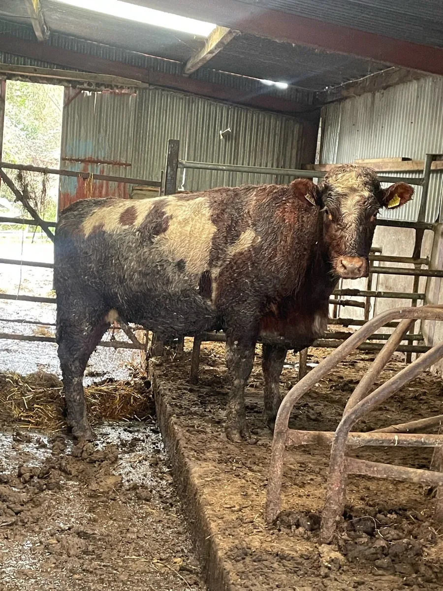 5 star genotyped⭐️shorthorn Incalf heifer for sale - Image 2
