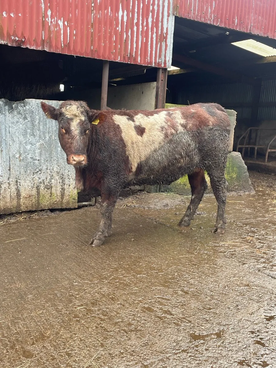 5 star genotyped⭐️shorthorn Incalf heifer for sale - Image 4