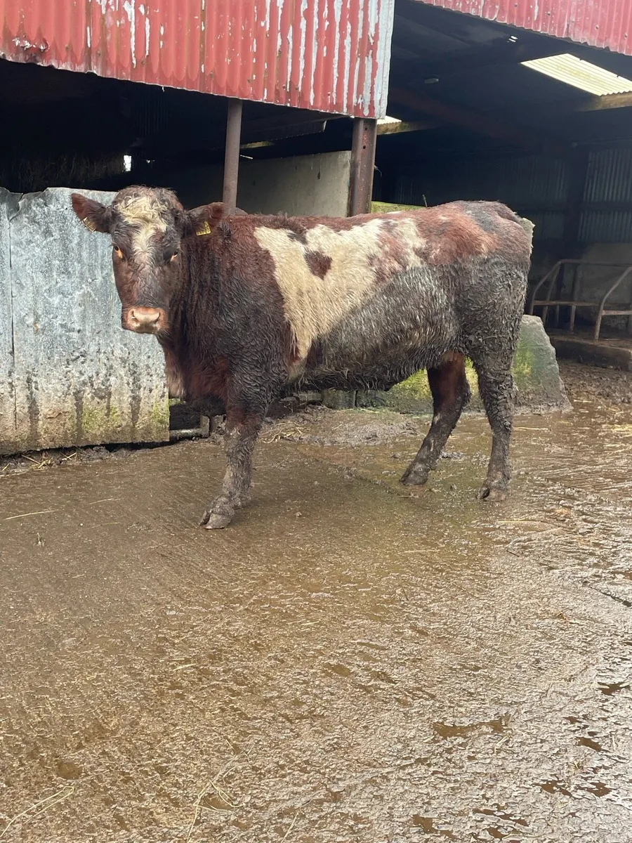 5 star genotyped⭐️shorthorn Incalf heifer for sale - Image 1