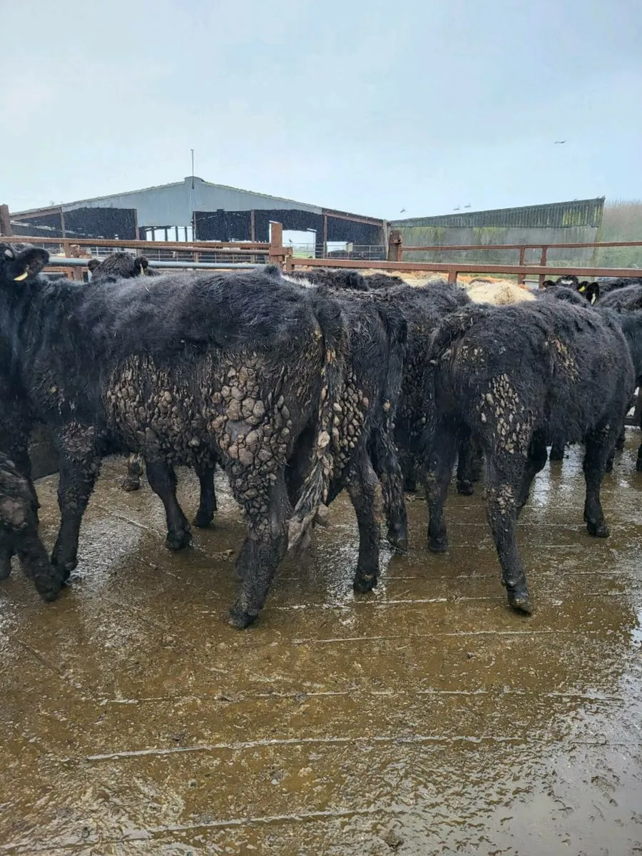 Limousine heifers - Image 2