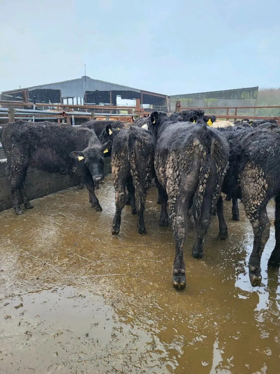 Limousine heifers - Image 1